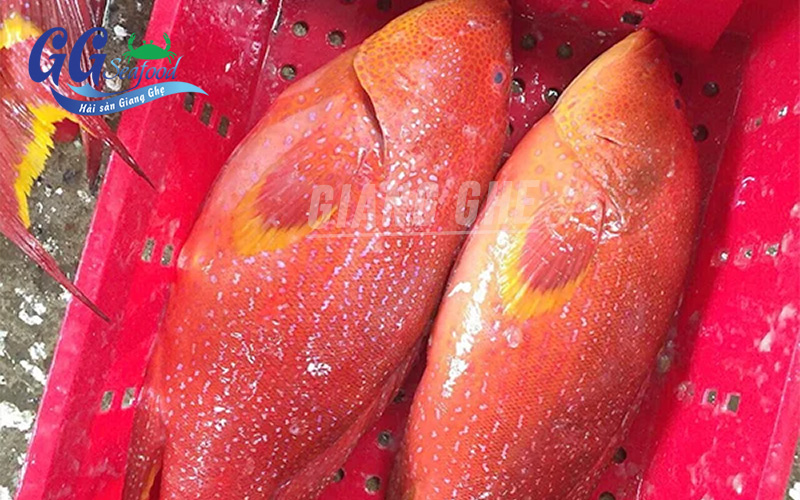 cá mú đỏ sống