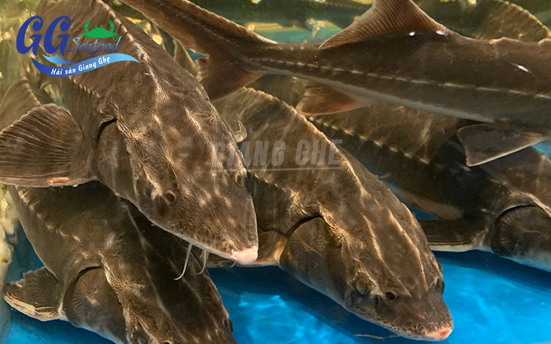 cá tầm tươi sống
