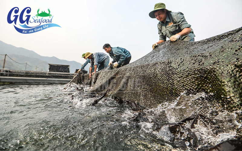 Cảnh thu hoạch cá tầm tại hồ
