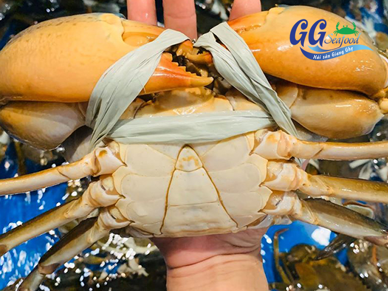Cua thịt cà mau tại Giang Ghẹ