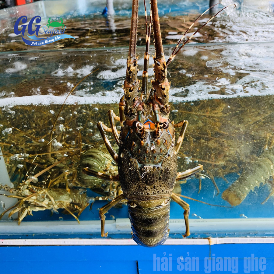 tôm hùm xanh giá rẻ
