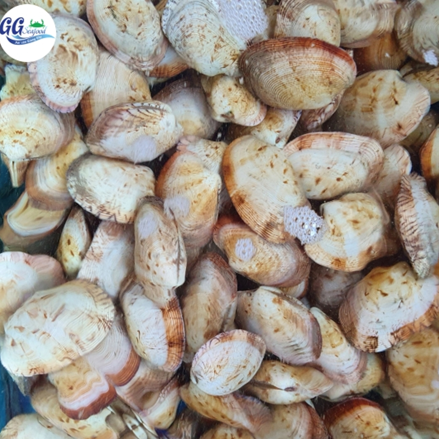 ngao 2 cồi 