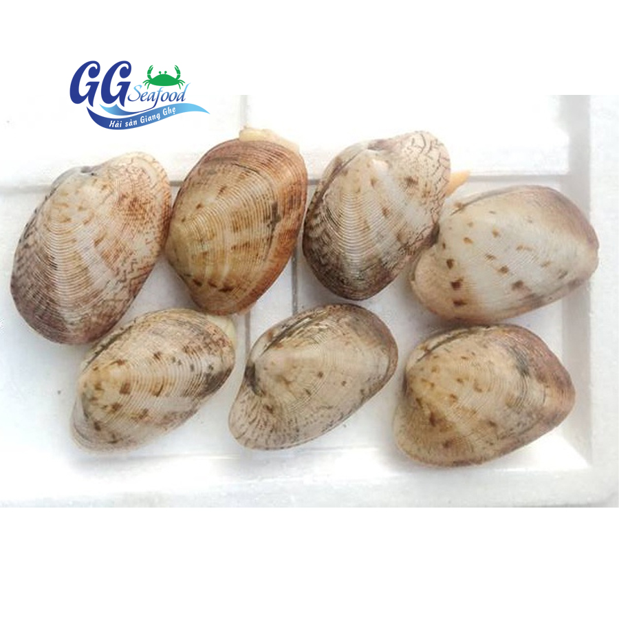 ngao 2 cồi