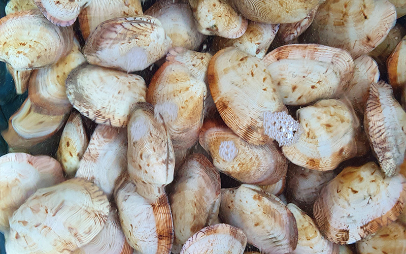 Ngao 2 cồi