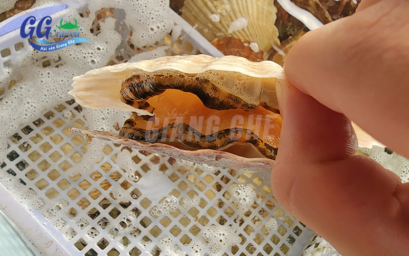 sò điệp đã chết
