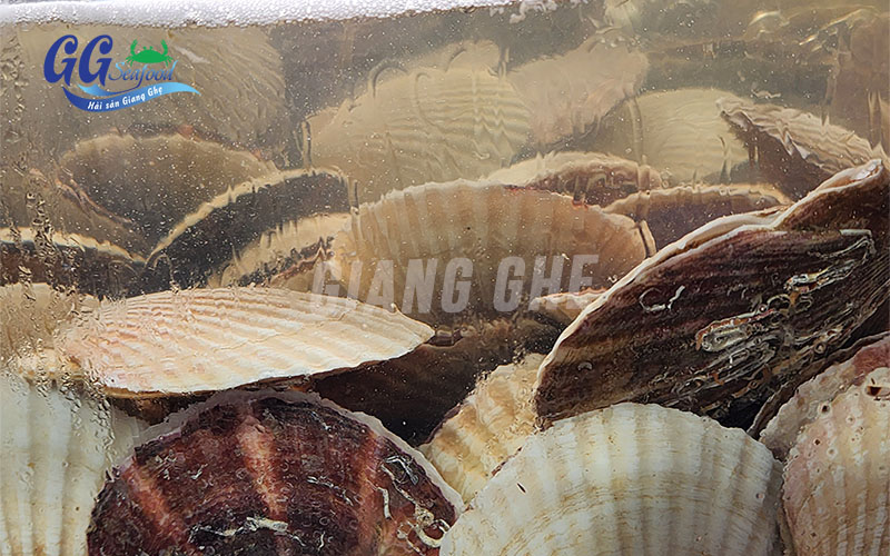 sò điệp sống tại hồ
