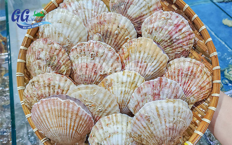 sò điệp