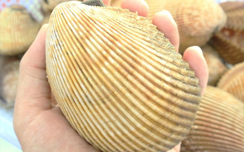 Sò Dương Cồ