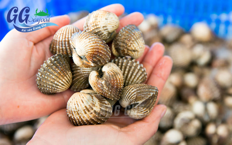 Sò Huyết tươi sống