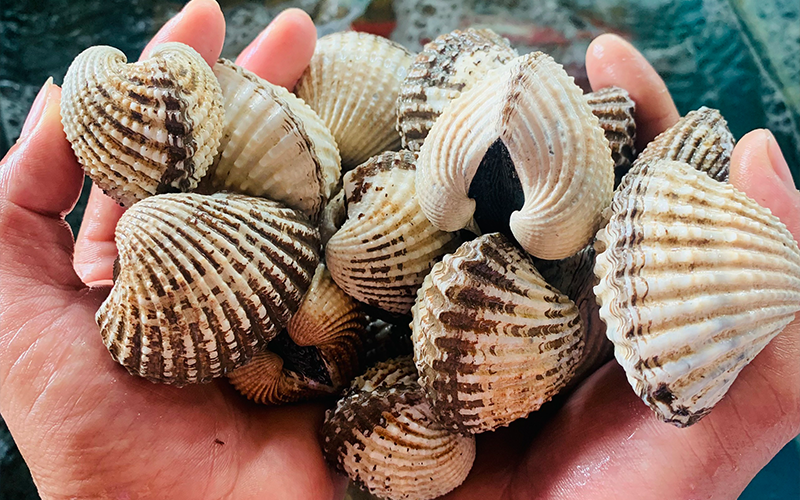 Sò Huyết