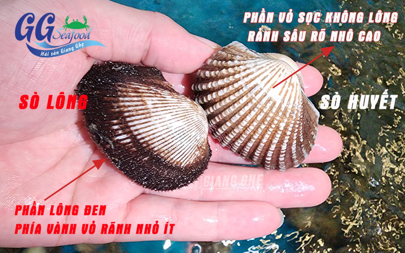 cách nhận biết sò lông