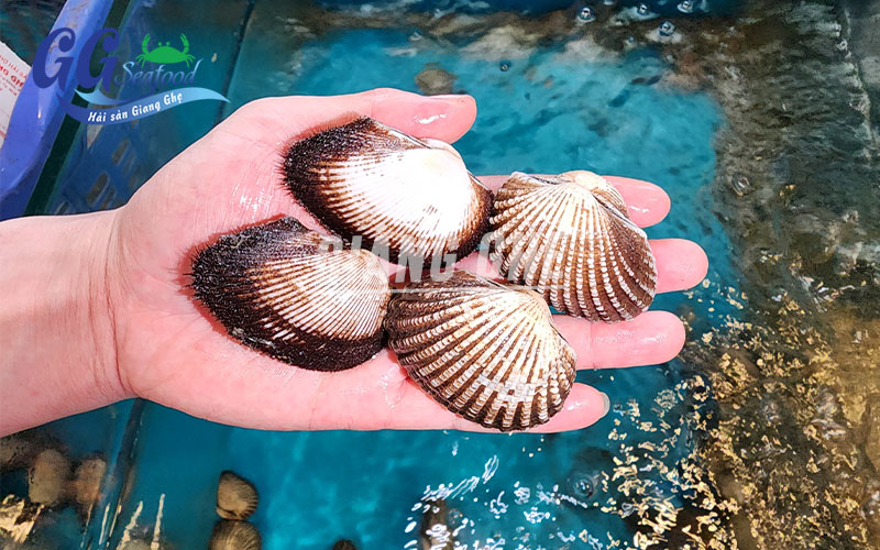 sự khác nhau của sò lông và sò huyết