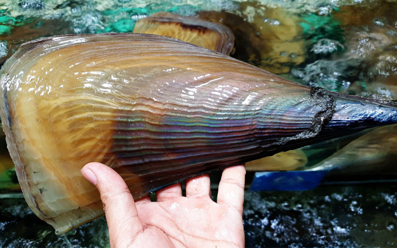 Sò mai sống