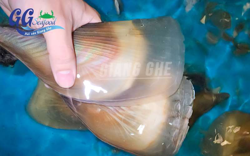 sò mai tươi sống