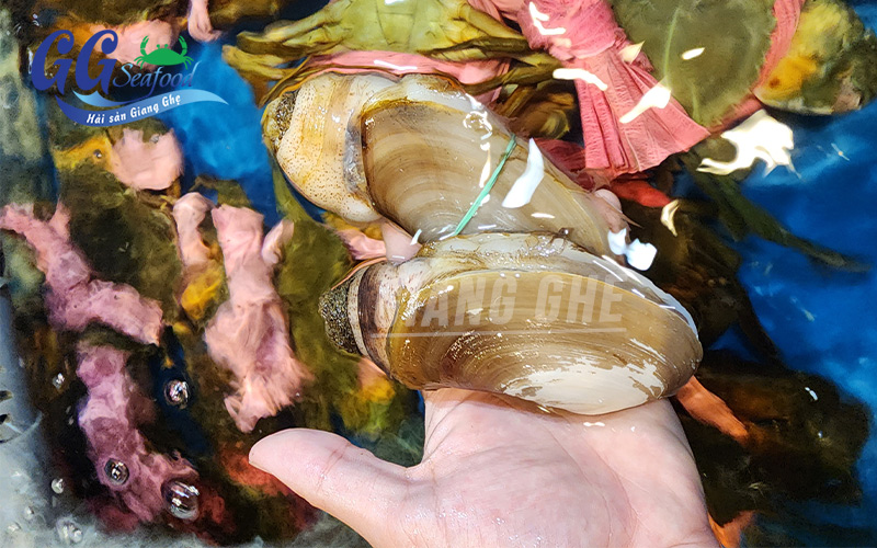 tu hài tươi sống