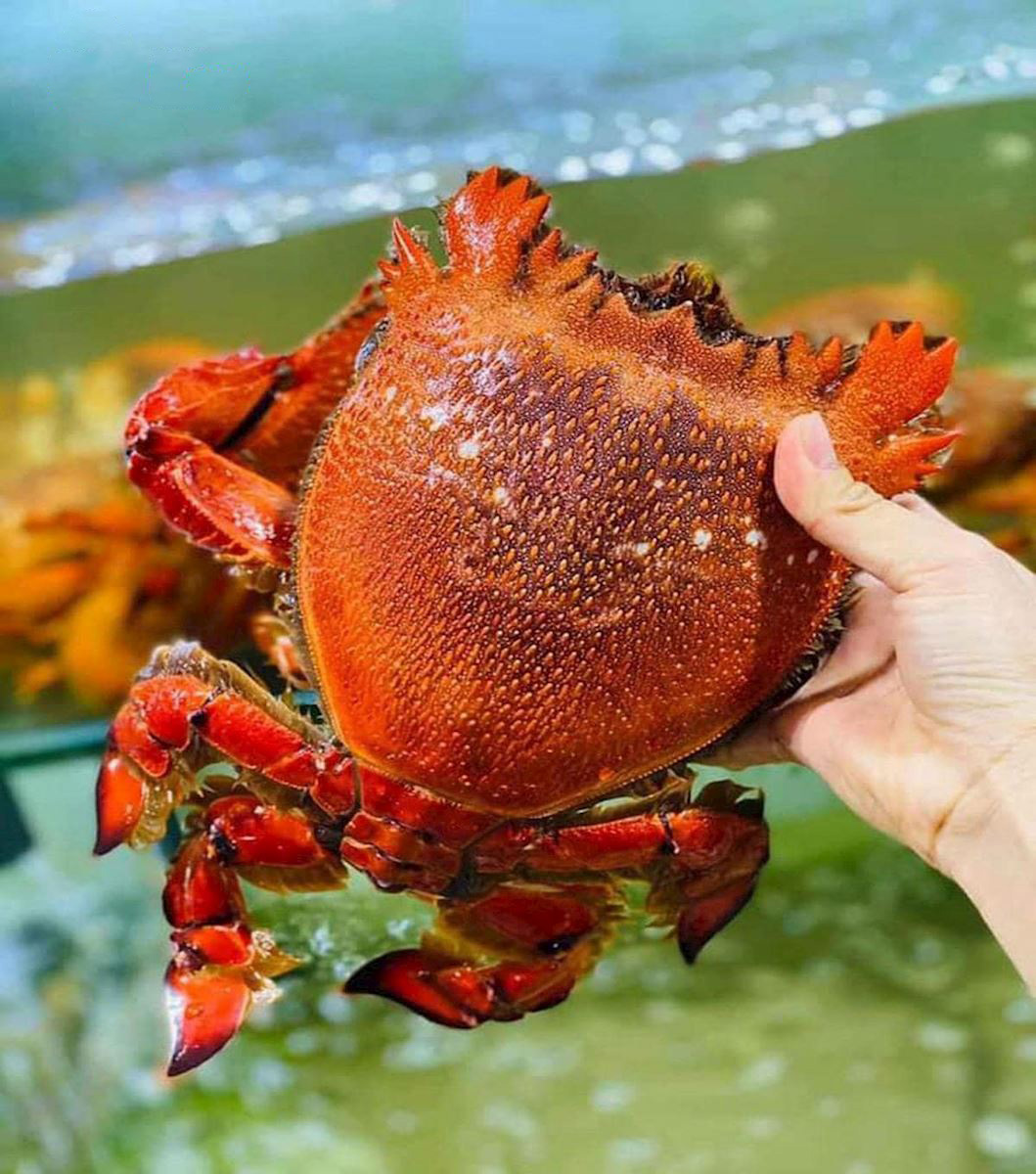 Hải sản tươi sống Cua Huỳnh Đế, Ốc, Ghẹ