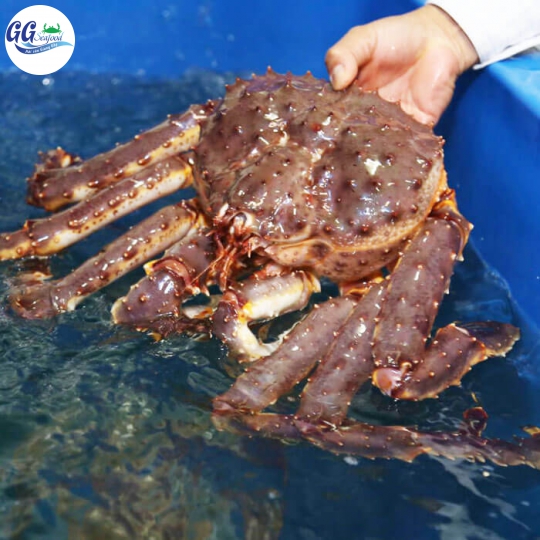 KING CRAB (Size 1.3-2Kg/Con)