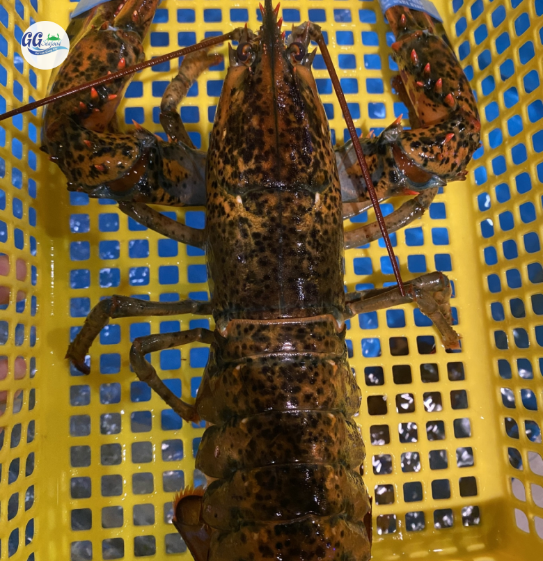 Tôm Hùm Alaska (Size: 0.5 - 0.7kg/con) - Giá đã bao gồm VAT