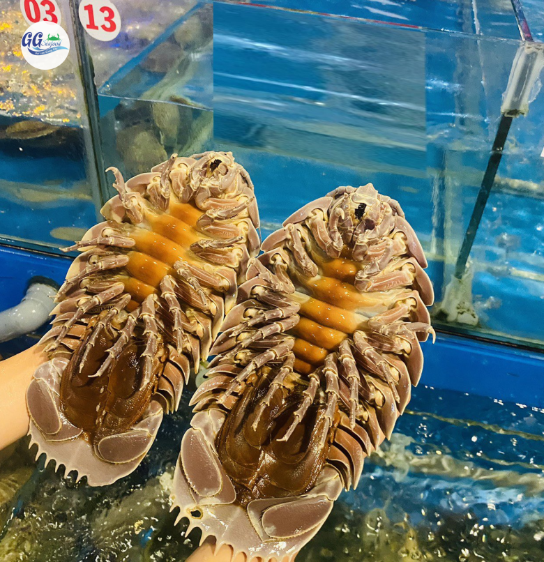 BỌ BIỂN (Size: 0.5-1.1 Kg/Con) - Giá đã bao gồm VAT
