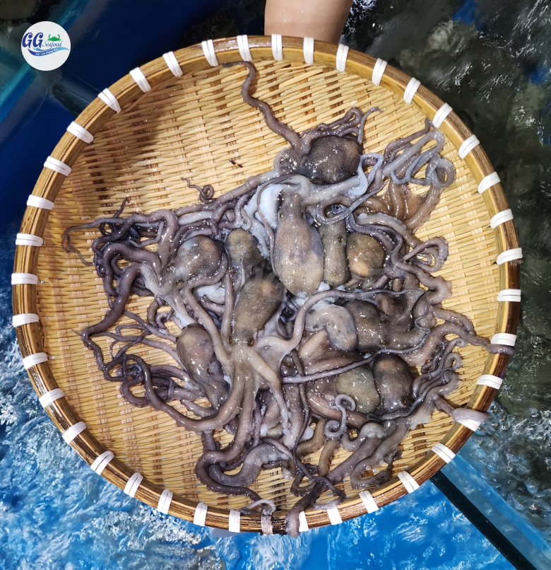 BẠCH TUỘC (Size 12-18 Con/ Kg) - Giá đã bao gồm VAT