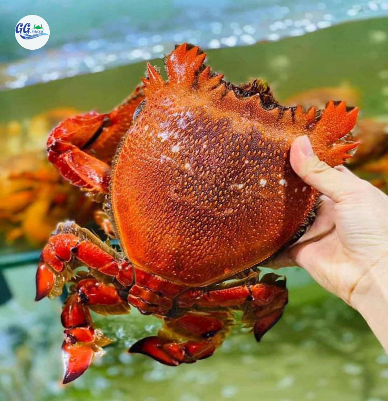 CUA HUỲNH ĐẾ (Size 0.5-1 Kg/Con)