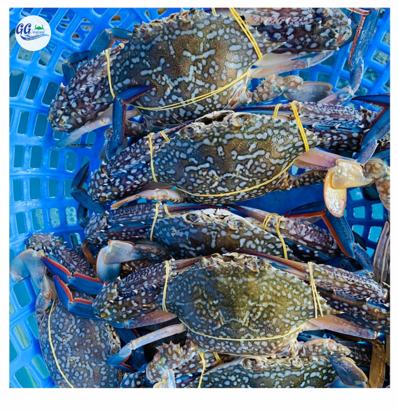 GHẸ 2 SỐNG (Size: 3 - 7 Con/Kg) (1 càng hoặc 2 càng) - Giá đã bao gồm VAT