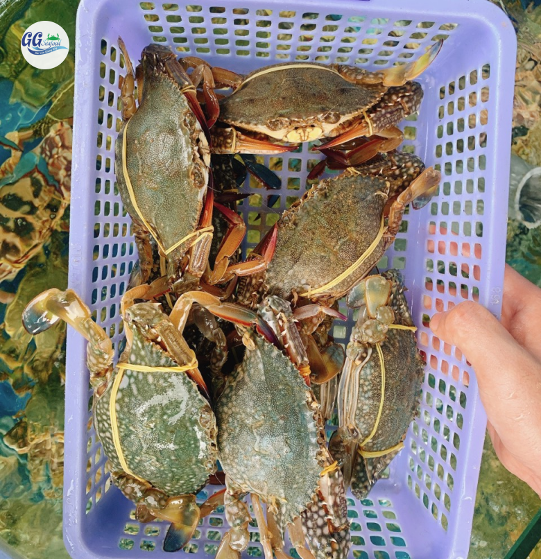 GHẸ SỐNG 199 (Size:  10-15 Con/Kg) (1 càng hoặc 2 càng) - Giá đã bao gồm VAT