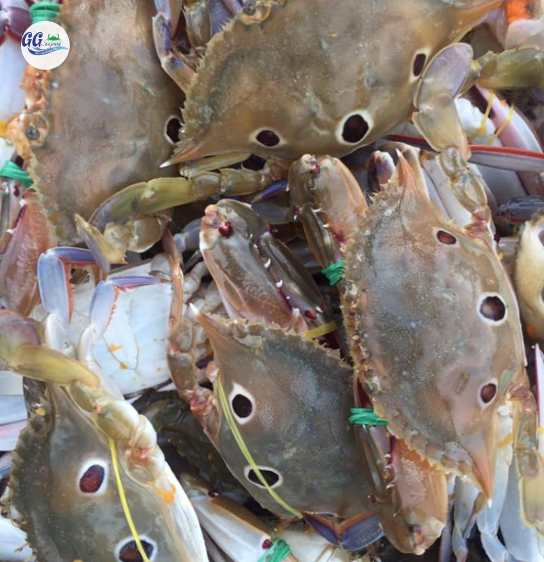 GHẸ SỐNG 99 (Size: 15 - 20 Con/Kg) - Giá chưa bao gồm VAT