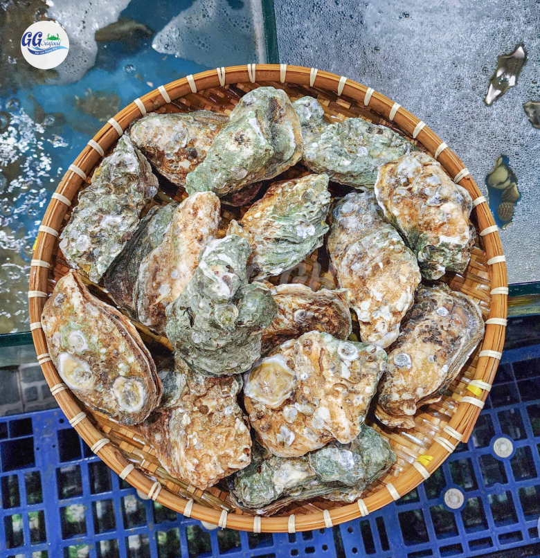 Hàu Đá  (Bán con) - Giá đã bao gồm VAT