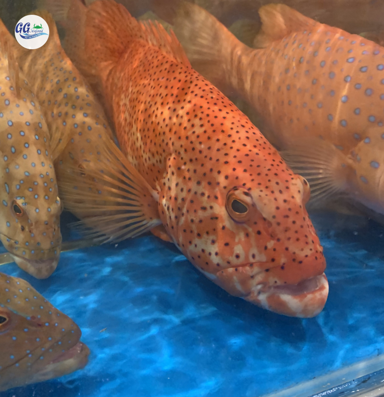 CÁ MÚ ĐỎ (Size: 0.8 - 1 Kg/Con)