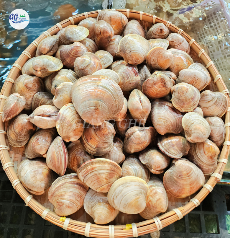 NGAO BIỂN BẮC MỸ ( SIZE 10-20CON/KG )