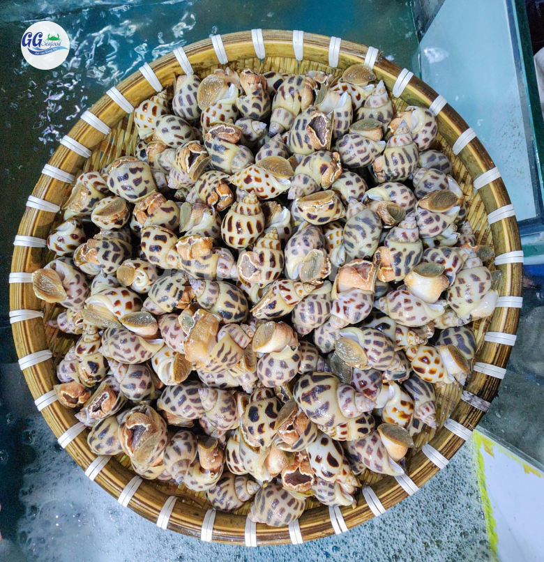 ỐC HƯƠNG (Size 60 - 90 Con/Kg) - Giá đã bao gồm VAT