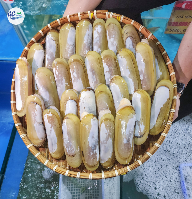 ỐC MÓNG TAY CHÚA (Size 8-12 Con/Kg)