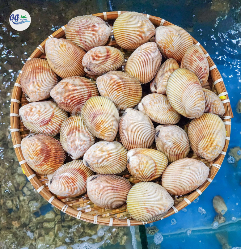 SÒ DƯƠNG (Size 4-8 Con/Kg)