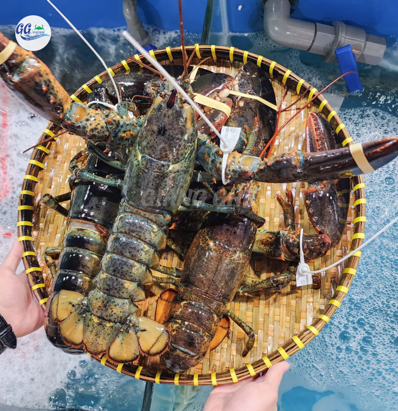 TÔM HÙM ALASKA LỚN (Size: 1-4 Kg/Con) - Giá đã bao gồm VAT