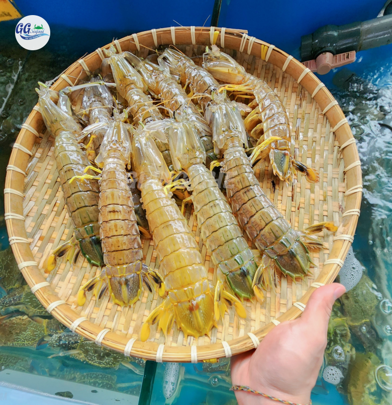 TÔM TÍCH (Size: 6-9 Con/Kg)