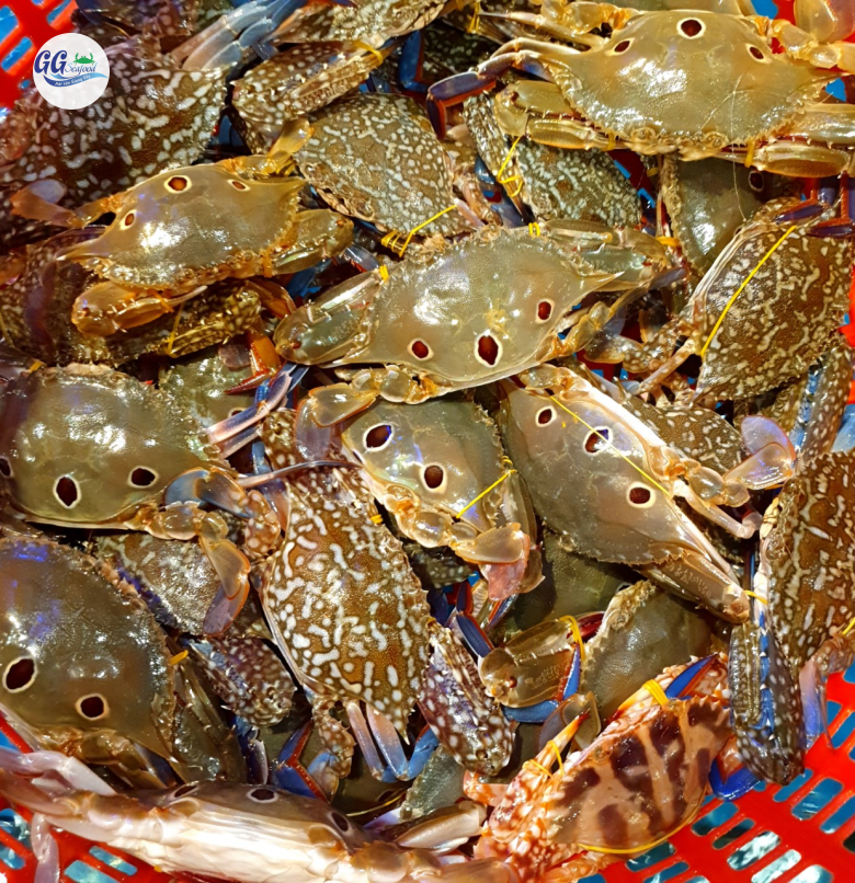 GHẸ SỐNG 197 (Size:  10-20 Con/Kg) (1 càng hoặc 2 càng) - Giá đã bao gồm VAT