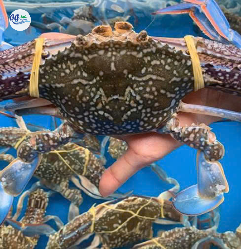 GHẸ XANH LOẠI 1 (Size: 3 - 5 Con/Kg)  - Giá đã bao gồm VAT